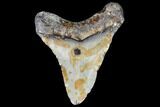 Juvenile Megalodon Tooth - Georgia #111626-1